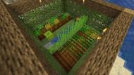A moderately sized survival crop farm (Image via Mojang)
